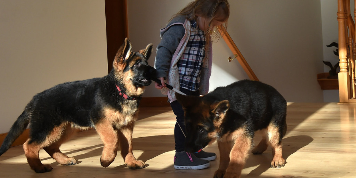 Schäferhund Welpen Kaufen in der Schweiz – Ein umfassender Leitfaden